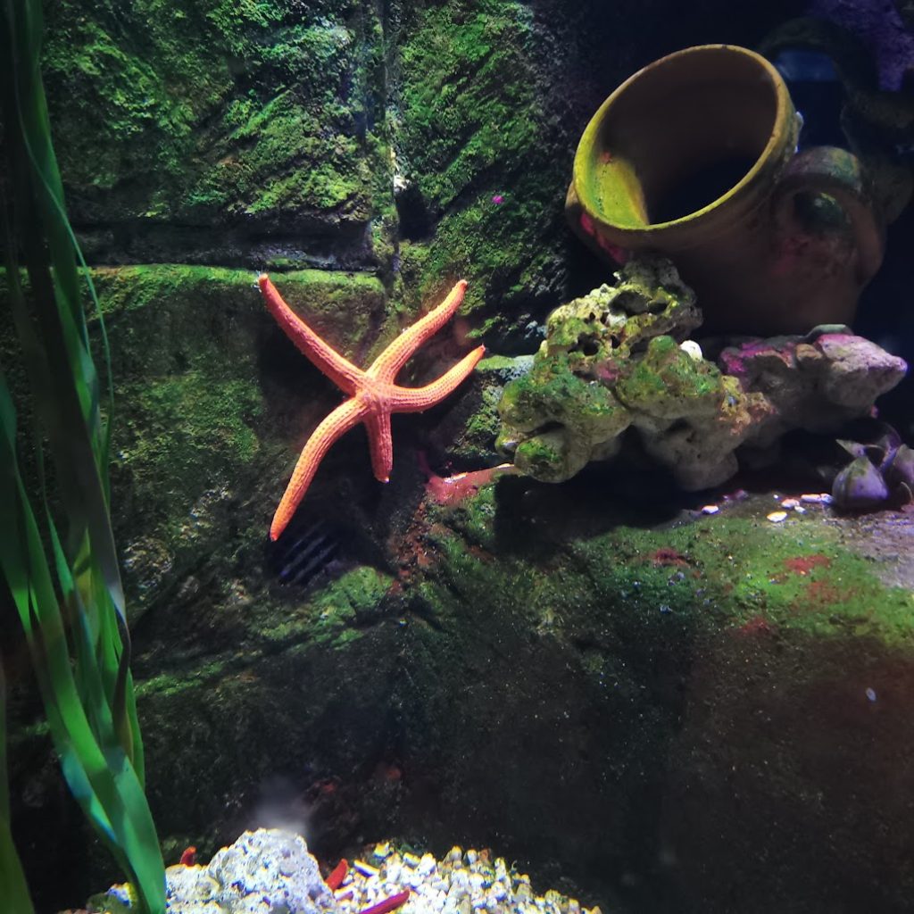 جاردا لاند سي لايف أكواريوم روما (5)