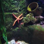 جاردا لاند سي لايف أكواريوم روما (5)