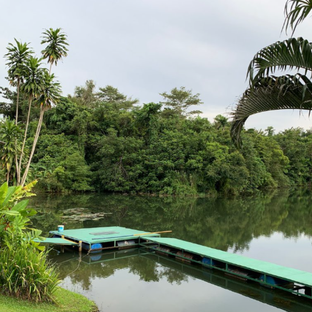 جنغل بنجي جمب