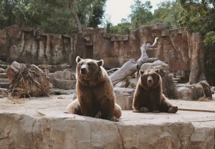حدائق الحيوان في مدينة روما