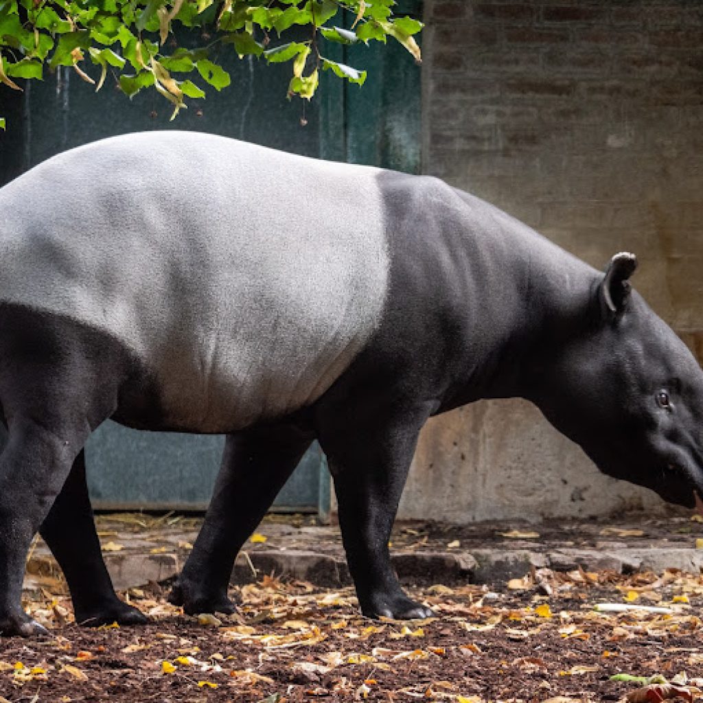 حديقة الحيوان (دو جاردن ديس بلانت)2