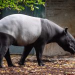 حديقة الحيوان (دو جاردن ديس بلانت)2