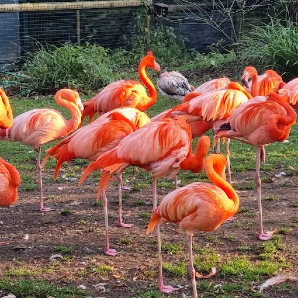 حديقة الحيوان (دو جاردن ديس بلانت)