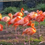 حديقة الحيوان (دو جاردن ديس بلانت)