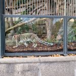 حديقة الحيوان (دو جاردن ديس بلانت)3