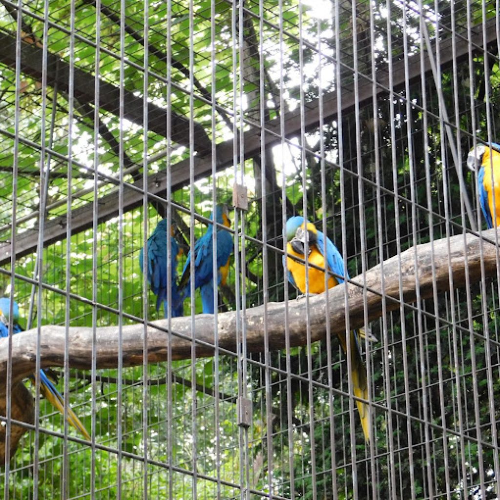 حديقة الحيوان (دو جاردن ديس بلانت)4