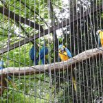 حديقة الحيوان (دو جاردن ديس بلانت)4