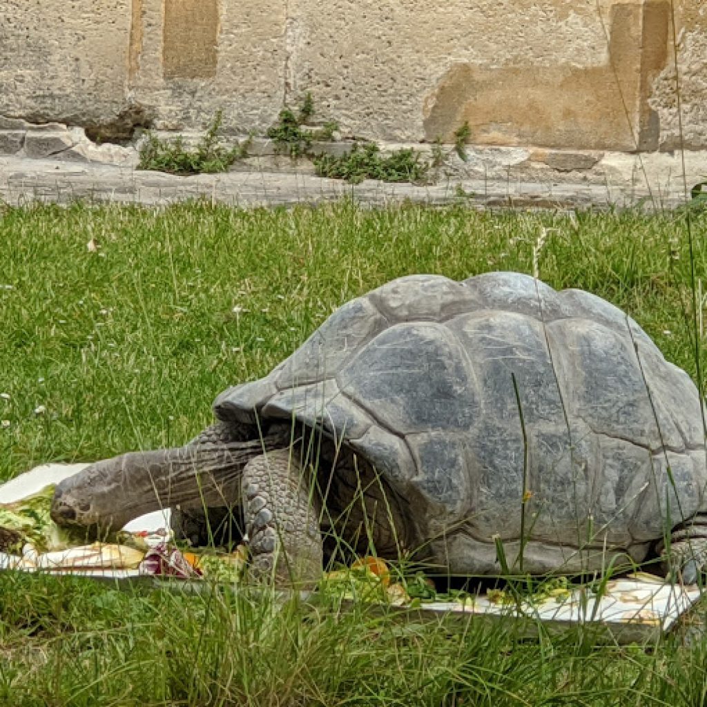 حديقة الحيوان (دو جاردن ديس بلانت)5