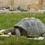 حديقة الحيوان (دو جاردن ديس بلانت)5