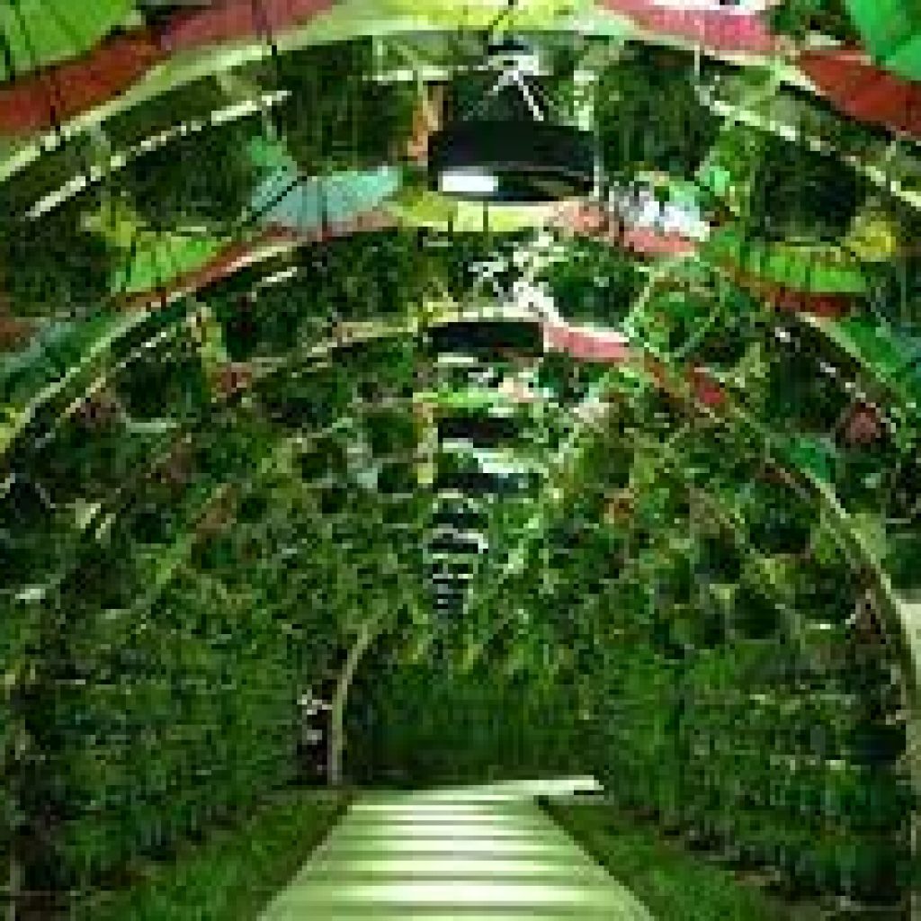 حديقة المظلة6