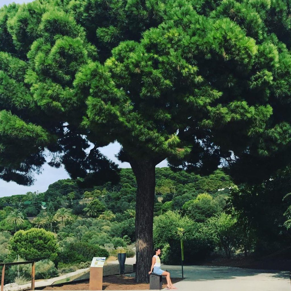 حديقة برشلونة النباتية