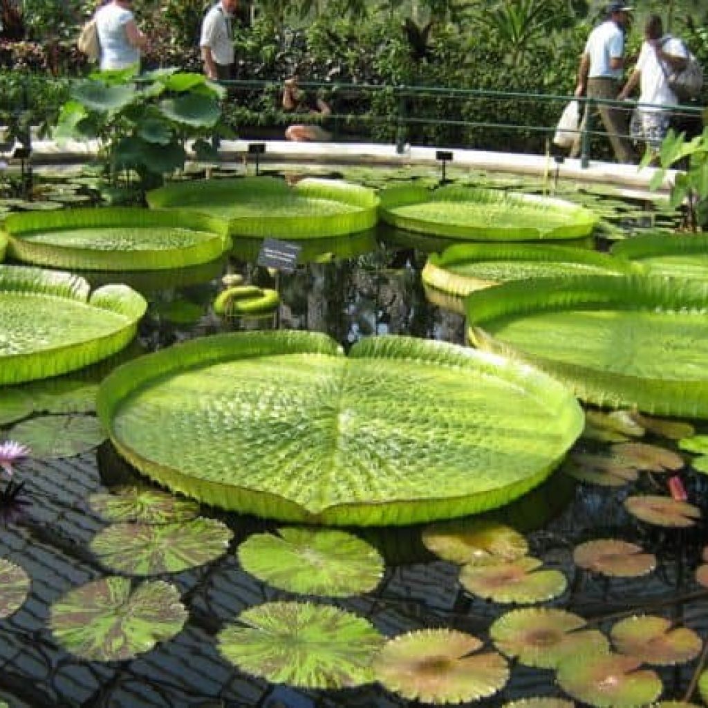 حديقة برشلونة النباتية