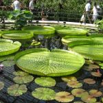 حديقة برشلونة النباتية