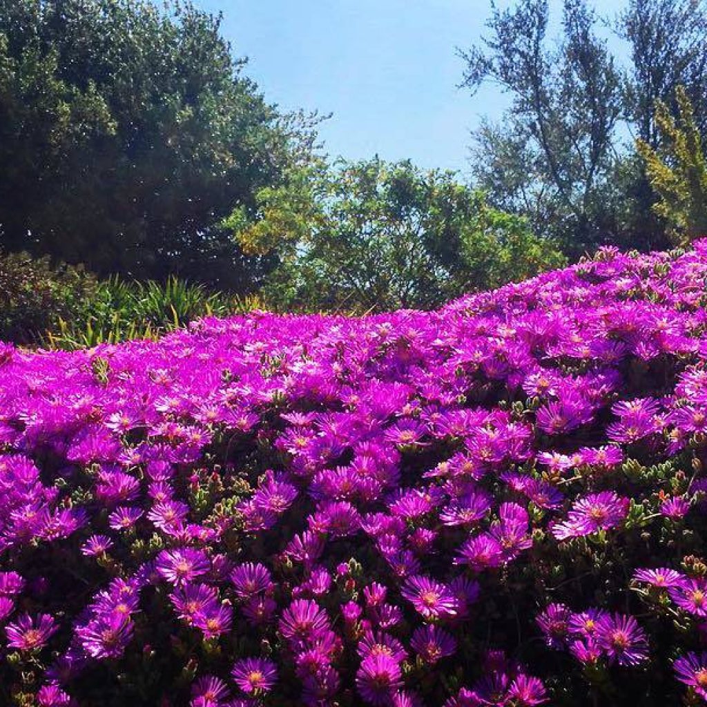 حديقة برشلونة النباتية