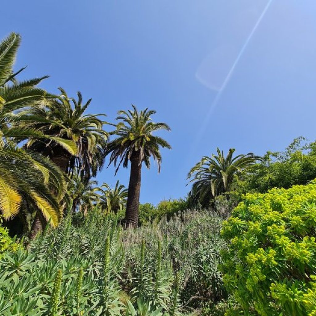 حديقة برشلونة النباتية