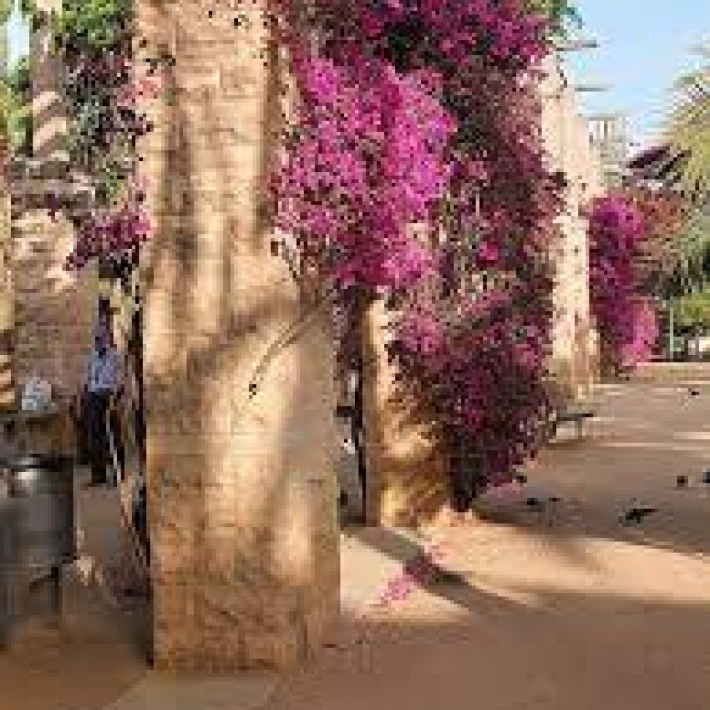 حديقة جوان ميرو