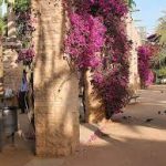 حديقة جوان ميرو