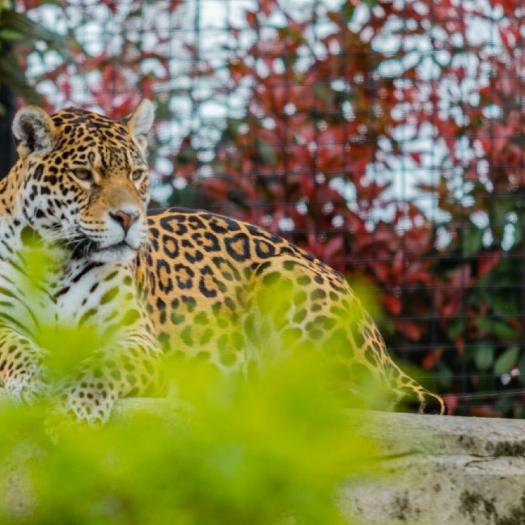 حديقة حيوان باريس