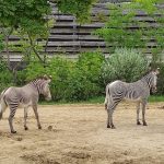 حديقة حيوان باريس1