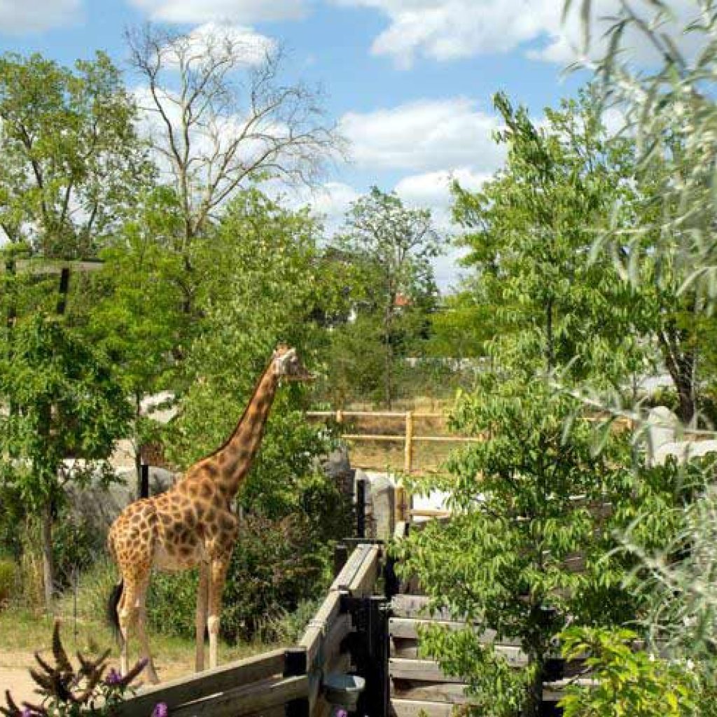 حديقة حيوان باريس2