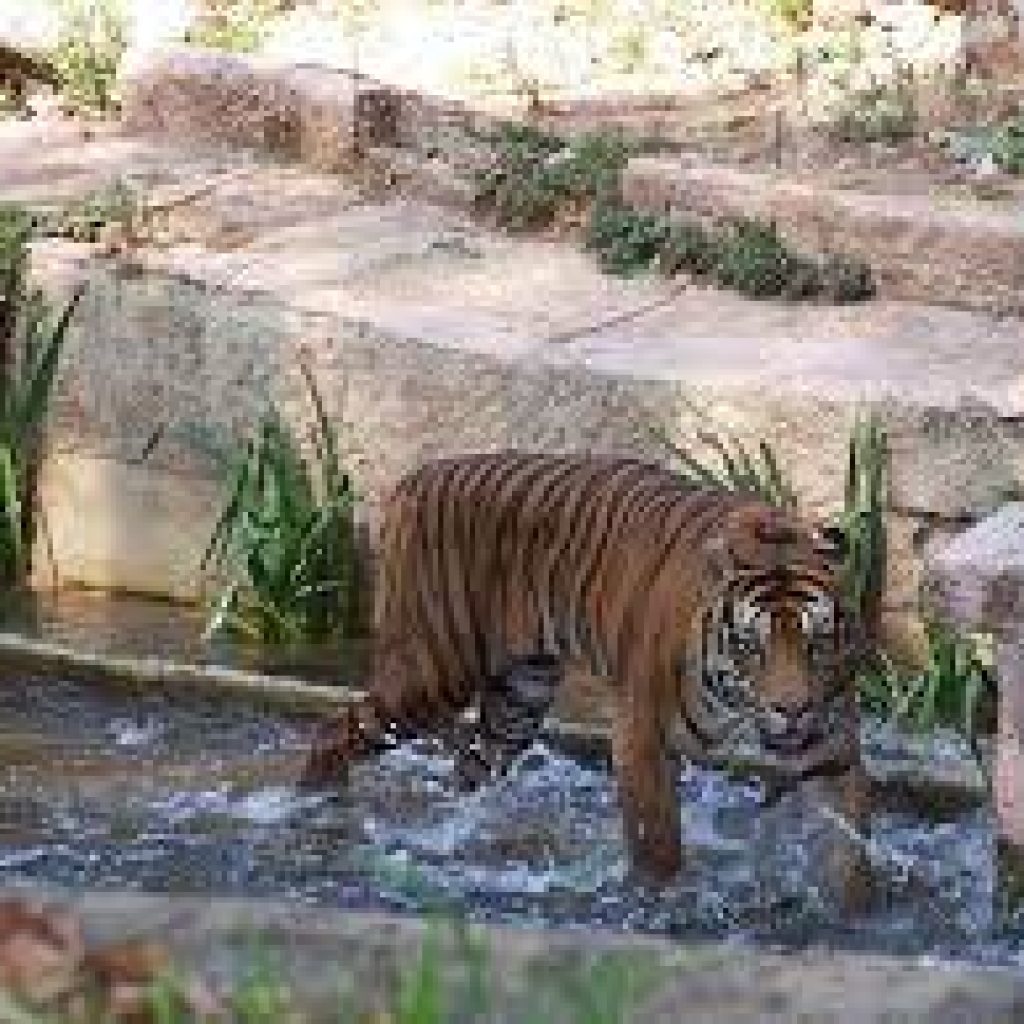 حديقة حيوانات برشلونة