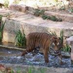 حديقة حيوانات برشلونة