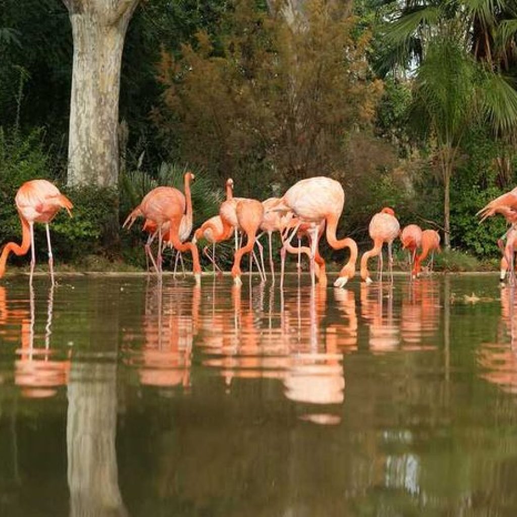 حديقة حيوانات برشلونة