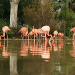 حديقة حيوانات برشلونة