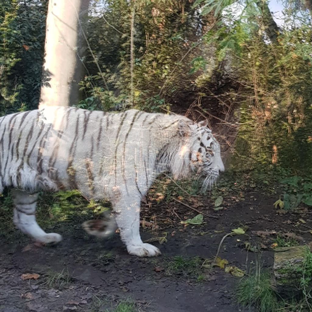 حديقة حيوان روما) حديقة حيوانات بيوباركو روما.4