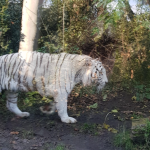 حديقة حيوان روما) حديقة حيوانات بيوباركو روما.4