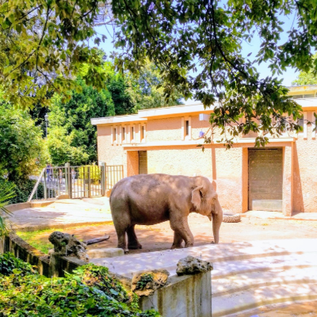 حديقة حيوان روما – حديقة حيوانات بيوباركو روما