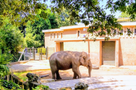 حديقة حيوان روما) حديقة حيوانات بيوباركو روما.45
