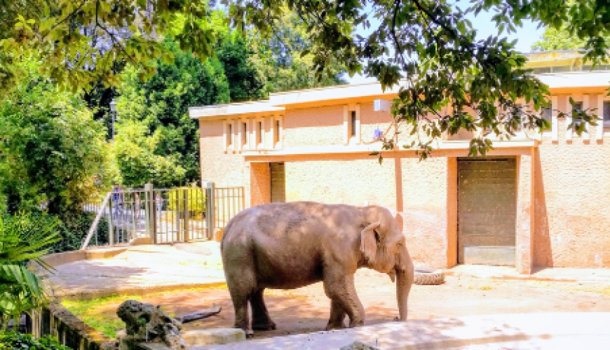 حديقة حيوان روما) حديقة حيوانات بيوباركو روما.45