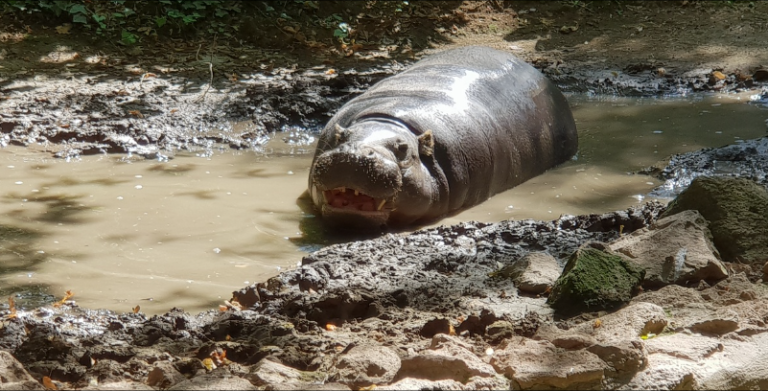 أهم حدائق الحيوان في مدينة روما