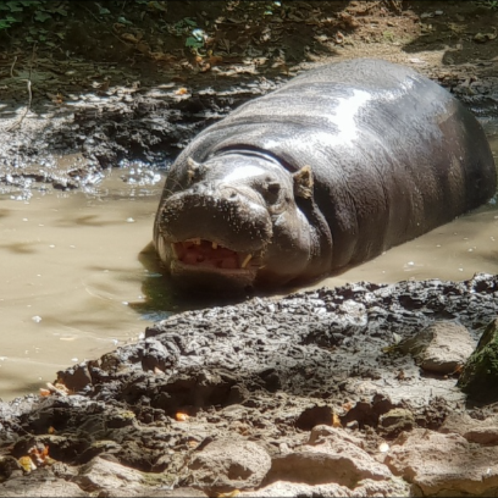 حديقة حيوان روما) حديقة حيوانات بيوباركو روما.455
