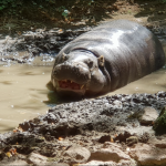 حديقة حيوان روما) حديقة حيوانات بيوباركو روما.455