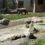 حديقة حيوان روما) حديقة حيوانات بيوباركو روما.48