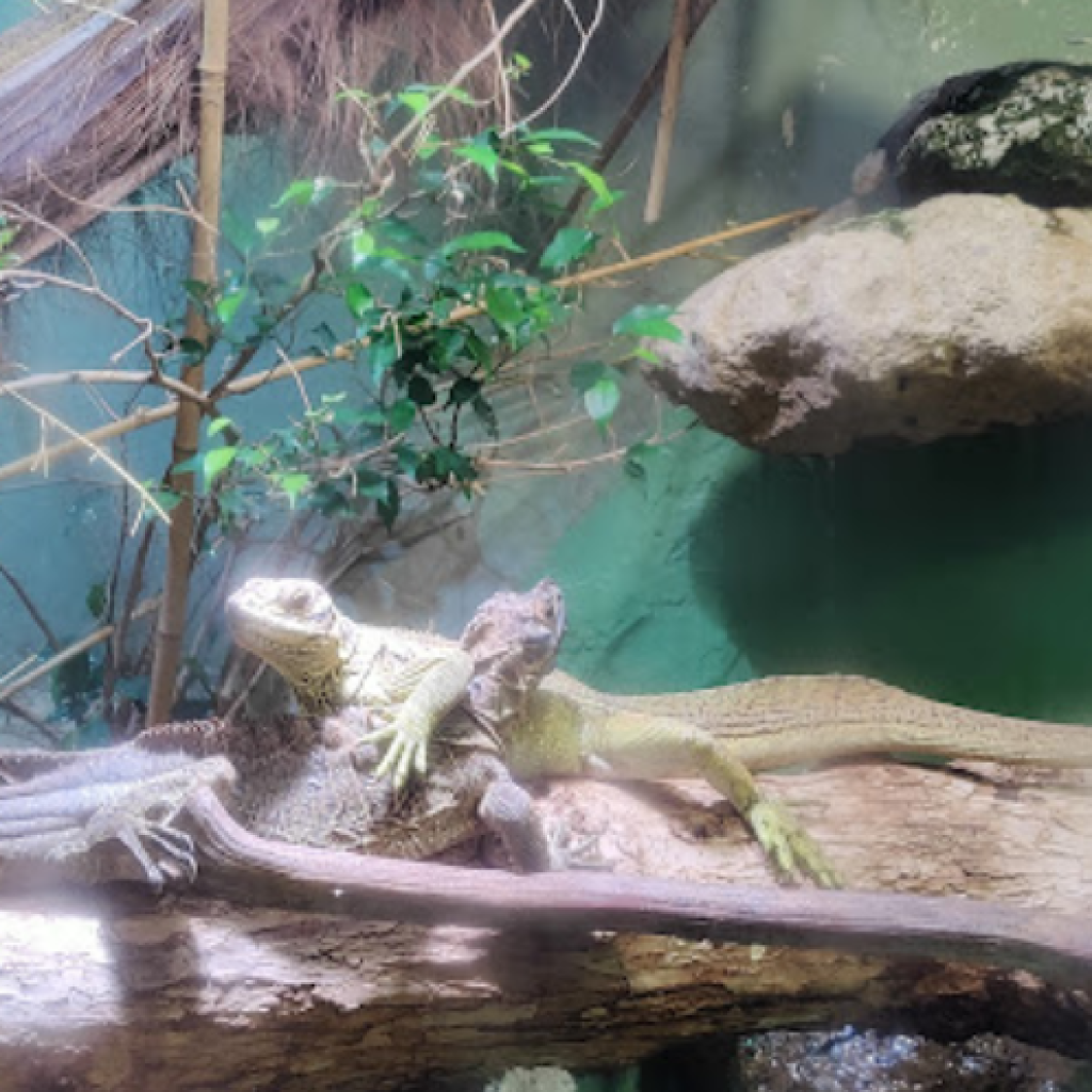 حديقة حيوانات الزواحف (1)
