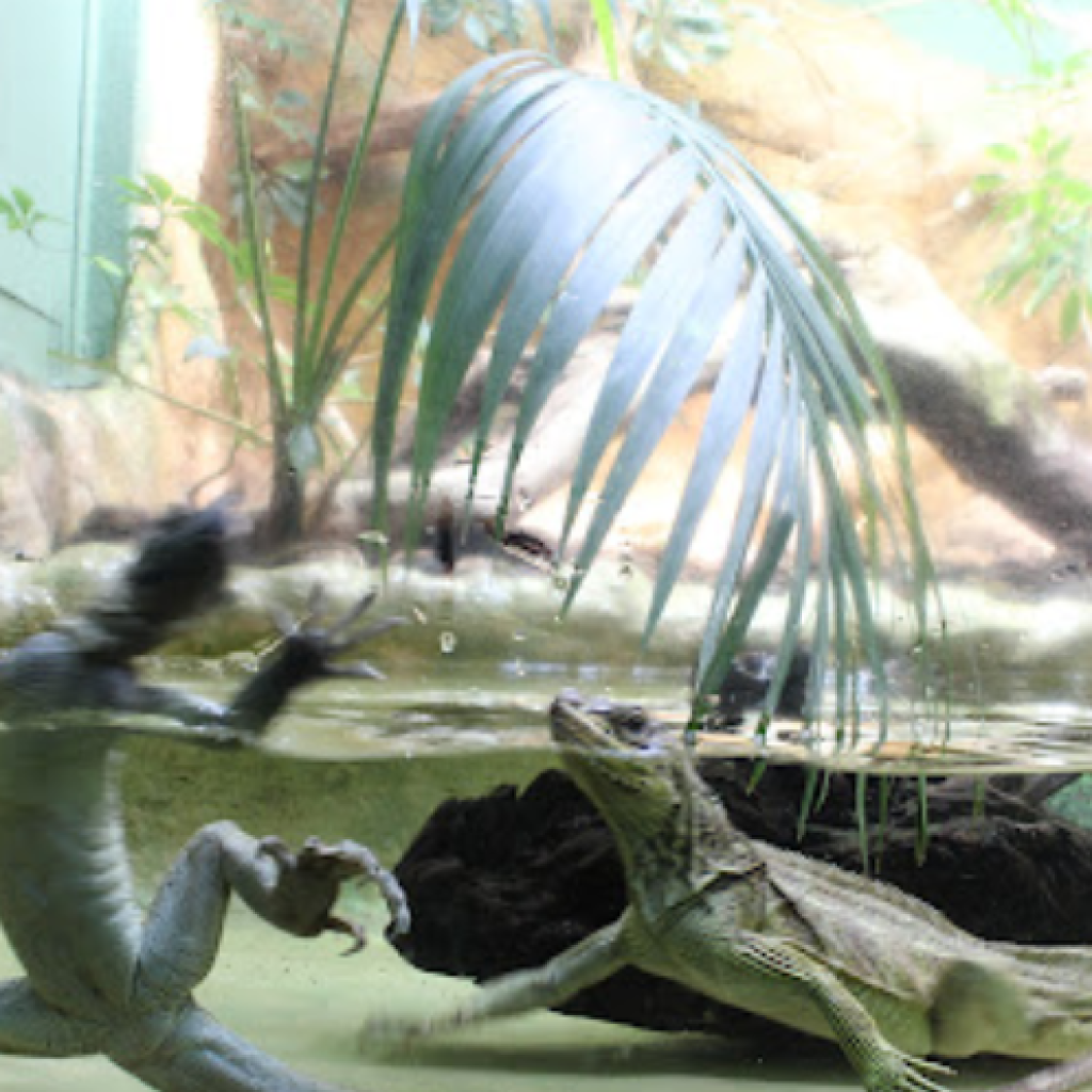 حديقة حيوانات الزواحف