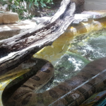 حديقة حيوانات الزواحف (3)