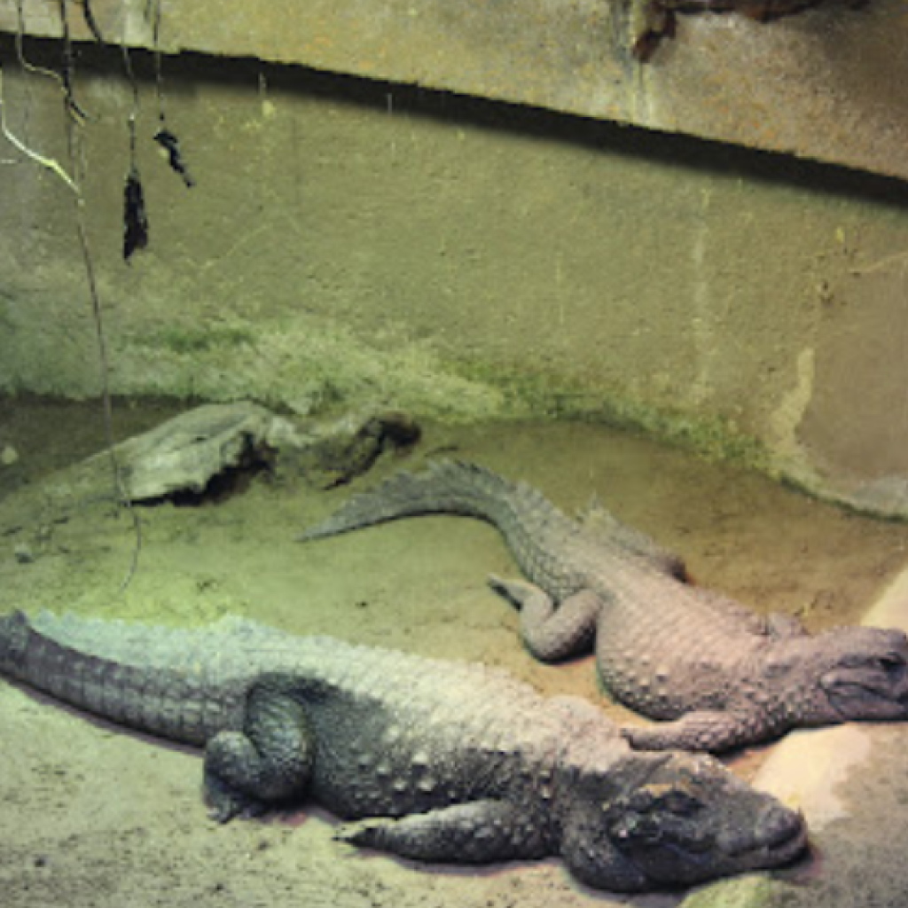 حديقة حيوانات الزواحف (4)