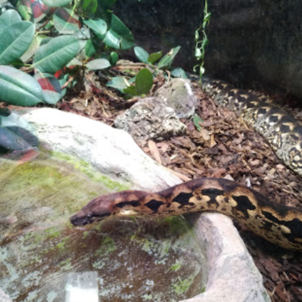 حديقة حيوانات الزواحف (5)