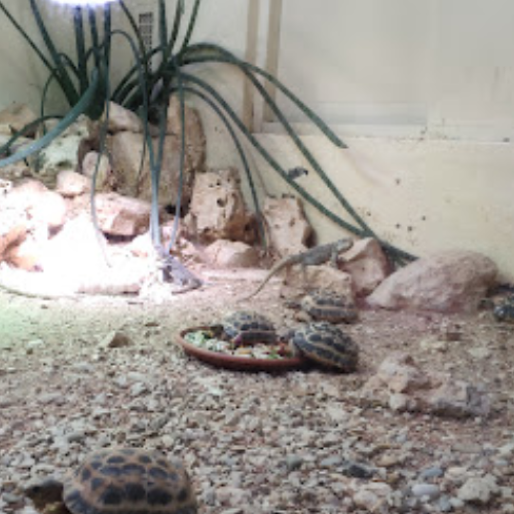 حديقة حيوانات الزواحف (6)