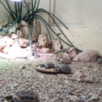 حديقة حيوانات الزواحف (6)