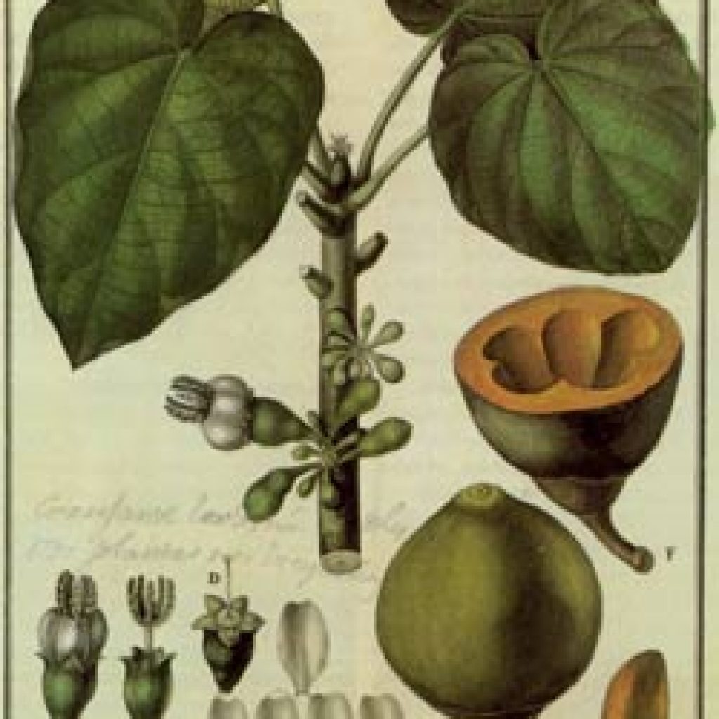 حديقة حيوانات فاونيا النباتية ٥