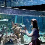 حوض الأسماك الاستوائي