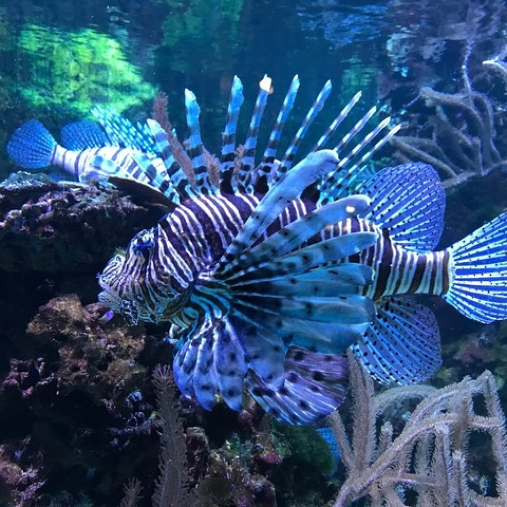 حوض الأسماك الاستوائي1