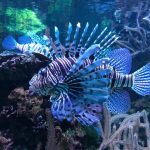 حوض الأسماك الاستوائي1