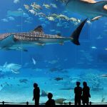 حوض الأسماك الاستوائي2