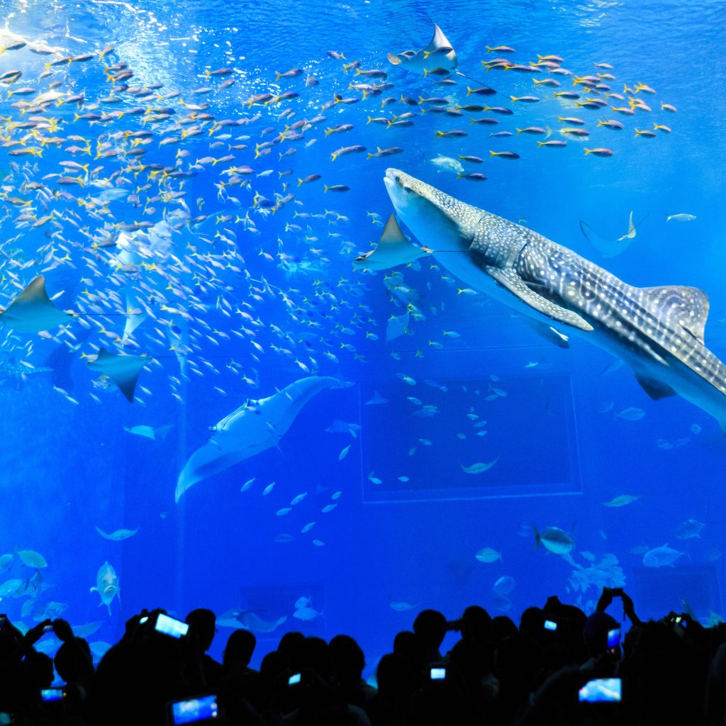 حوض الأسماك الاستوائي3